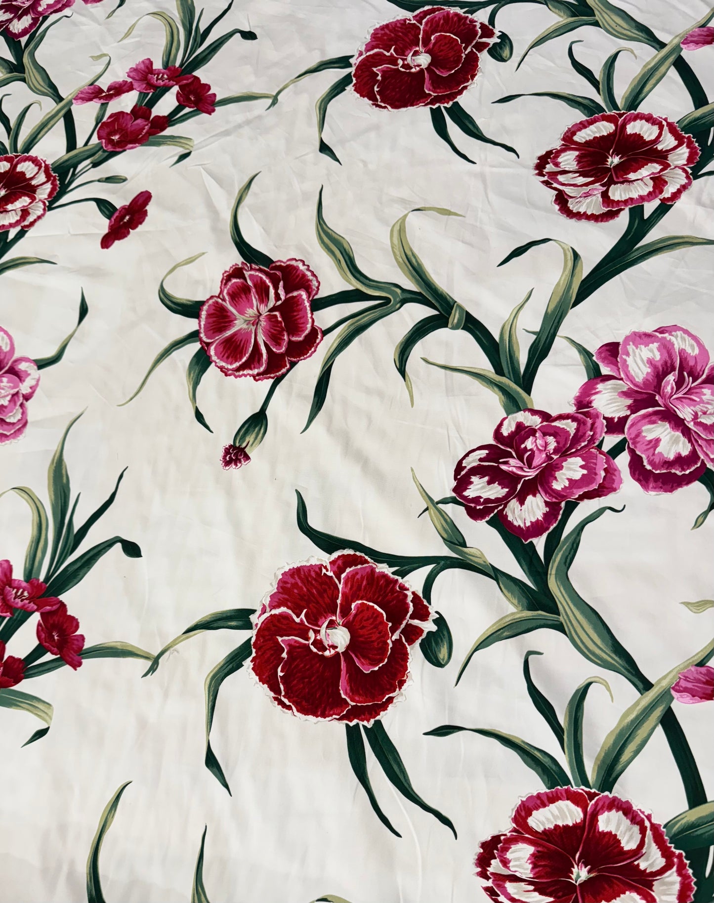 Dianthus