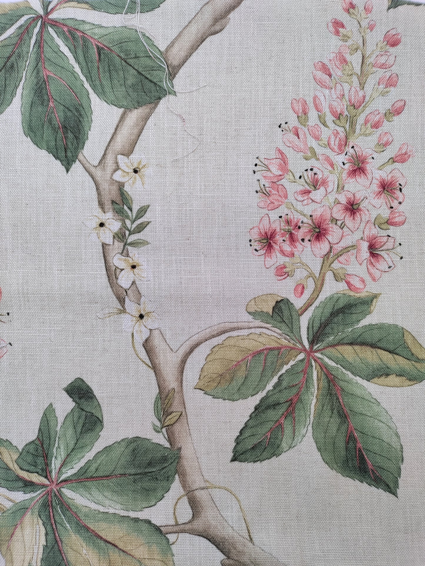 SandersonChestnut Tree